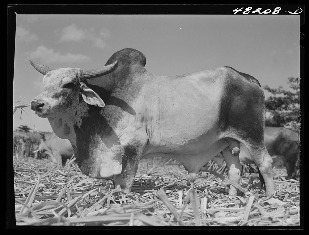 Arecibo, Puerto Rico (vicinity). Ox in a sugar cane field. Sourced from the Library of Congress.