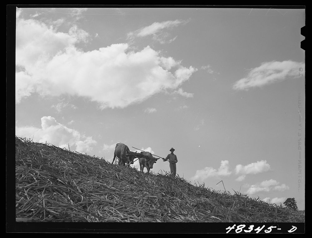 Corozal (vicinity), Puerto Rico. Plowing a sugar cane field. Sourced from the Library of Congress.