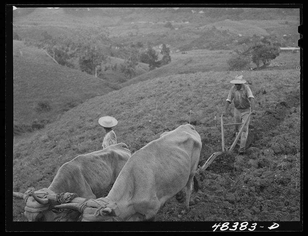Corozal (vicinity), Puerto Rico. Ploughing. Sourced from the Library of Congress.