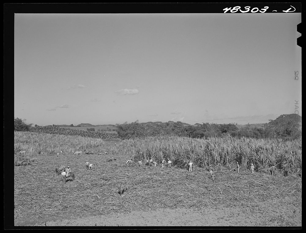 Rio Piedras (vicinity), Puerto Rico. FSA (Farm Security Administration) borrowers harvesting sugar cane cooperatively on a…