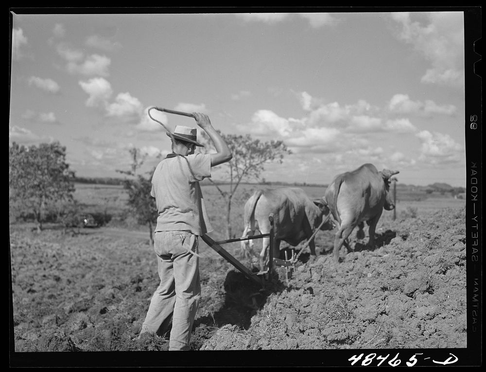 Rio Piedras (vicinity), Puerto Rico. Ploughing on the farm of a FSA (Farm Security Administration) borrower. Sourced from…