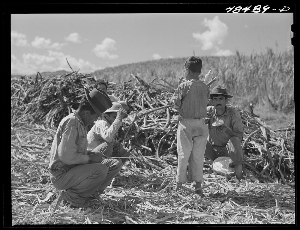 [Untitled photo, possibly related to: Rio Piedras (vicinity), Puerto Rico. Sugar cane workers resting during lunch hour].…
