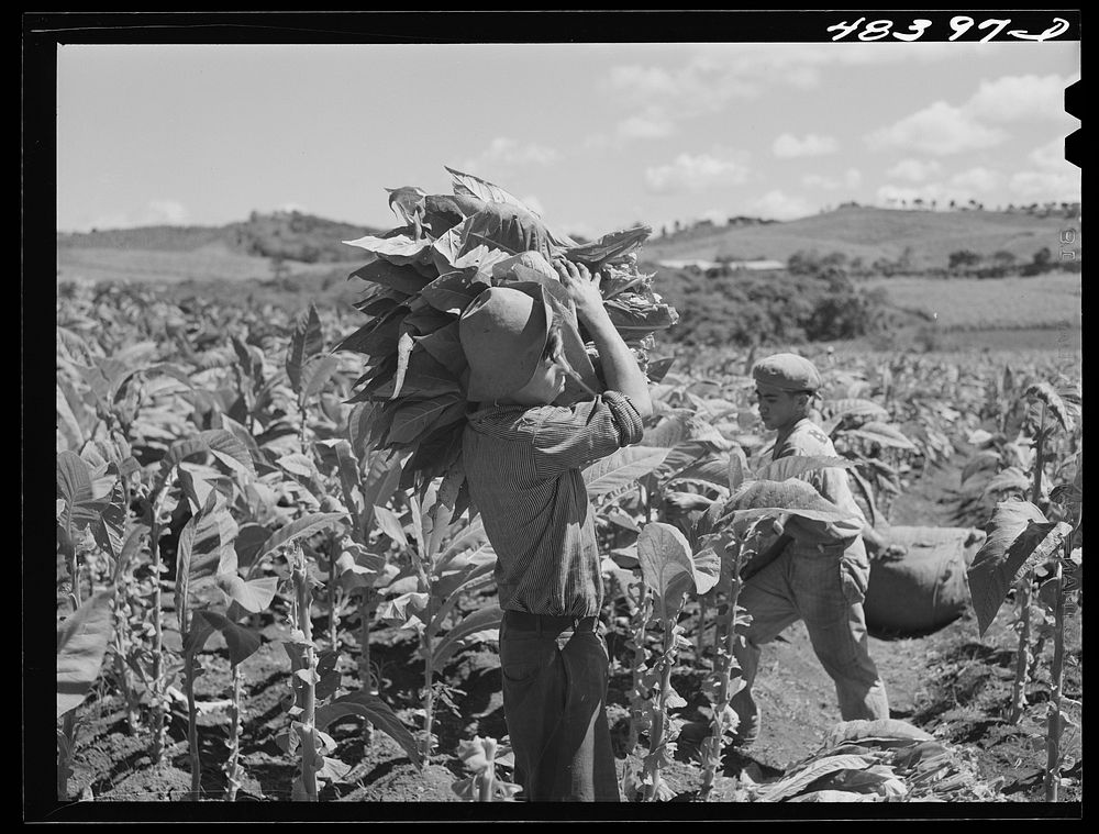 Barranquitas (vicinity), Puerto Rico. Picking | Free Photo - rawpixel