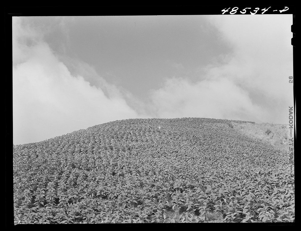 [Untitled photo, possibly related to: Guanica, Puerto Rico (vicinity). A field of tobacco]. Sourced from the Library of…