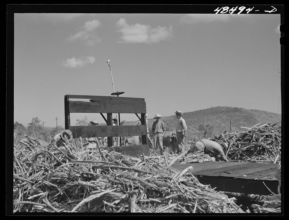 [Untitled photo, possibly related to: Rio Piedras, Puerto Rico (vicinity). Sugar cane workers resting during lunch hour].…