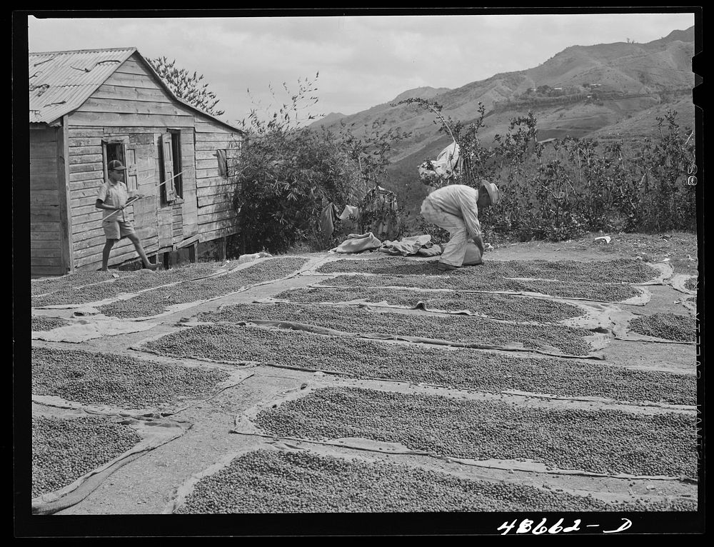 San Sebastian, Puerto Rico (vicinity). Setting out coffee beans to dry along the road. Sourced from the Library of Congress.