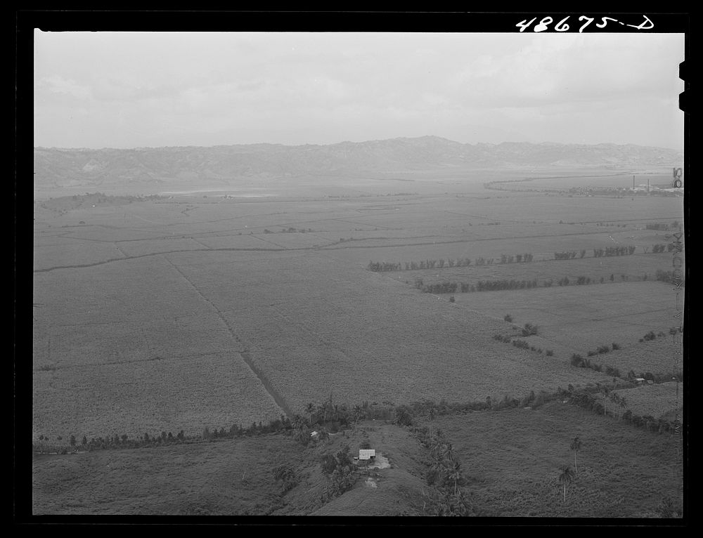 [Untitled photo, possibly related to: Yabucoa Valley, Puerto Rico. This sugar cane land is owned by the sugar mill in…