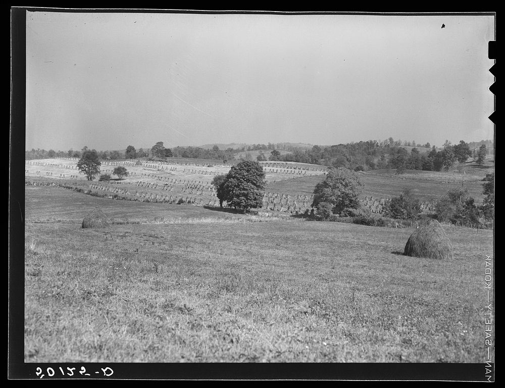 [Untitled photo, possibly related to: Cornfield. Tygart Valley, West Virginia]. Sourced from the Library of Congress.
