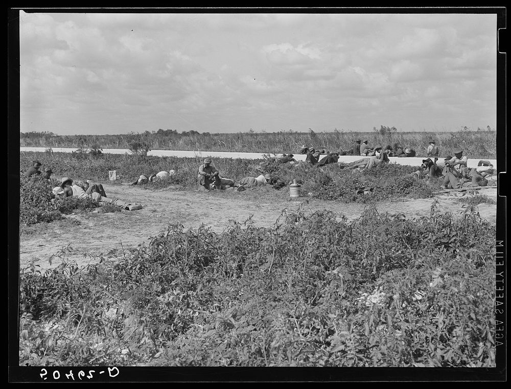 Lunch hour for  tomato pickers. Homestead, Florida. Sourced from the Library of Congress.