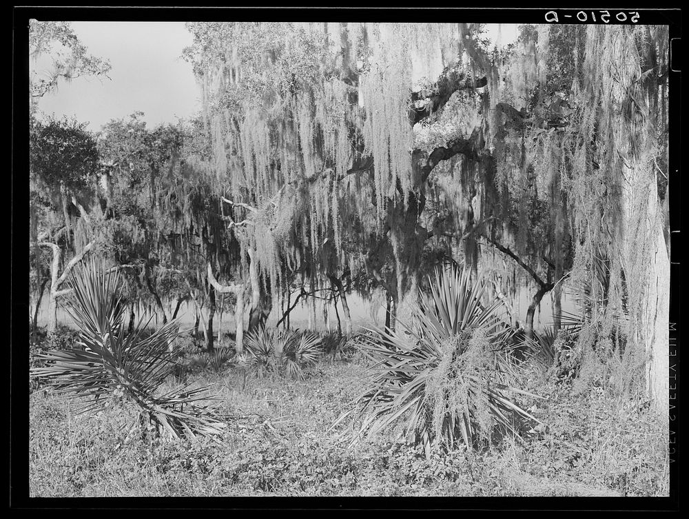[Untitled photo, possibly related to: Typical Florida county near Winter Haven]. Sourced from the Library of Congress.
