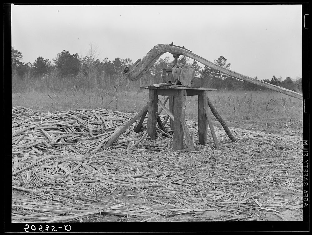 [Untitled photo, possibly related to: Grinding mill for sorghum cane made by Indian family near Summerville, South…