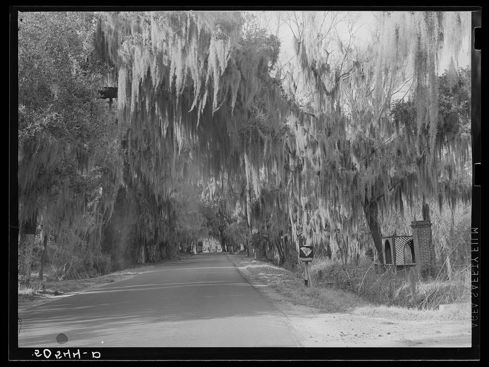Typical highway near Summerville, South Carolina, with heavy hanging Spanish moss. Sourced from the Library of Congress.