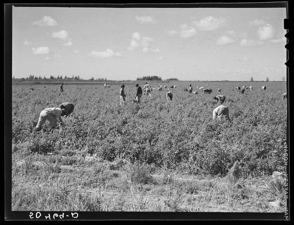 [Untitled photo, possibly realted to: Migrant laborers pick tomatoes in fields near Homestead, Florida]. Sourced from the…