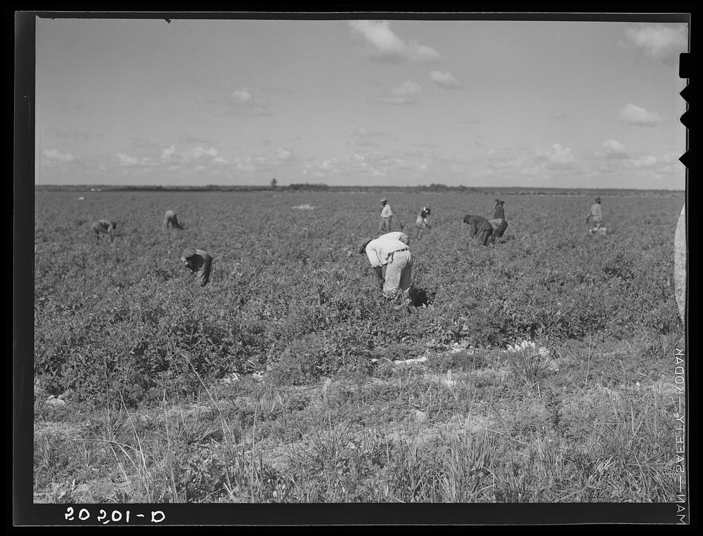 [Untitled photo, possibly related to:  tomato pickers. Homestead, Florida]. Sourced from the Library of Congress.