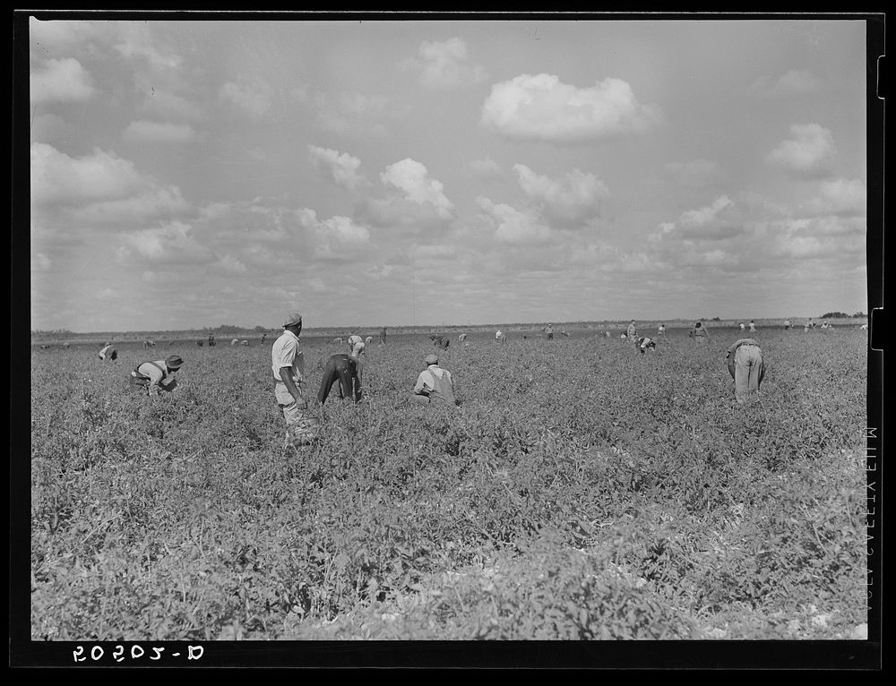  tomato pickers. Homestead, Florida. Sourced from the Library of Congress.