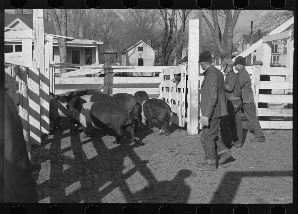 Stockyard attendants herding hogs into pens at stockyards, Aledo, Illinois by Russell Lee