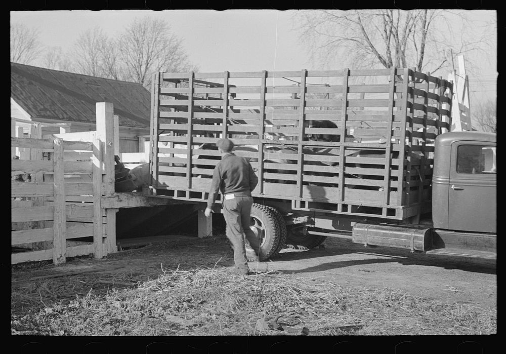 Unloading hogs at the stockyards, Aledo, Illinois by Russell Lee