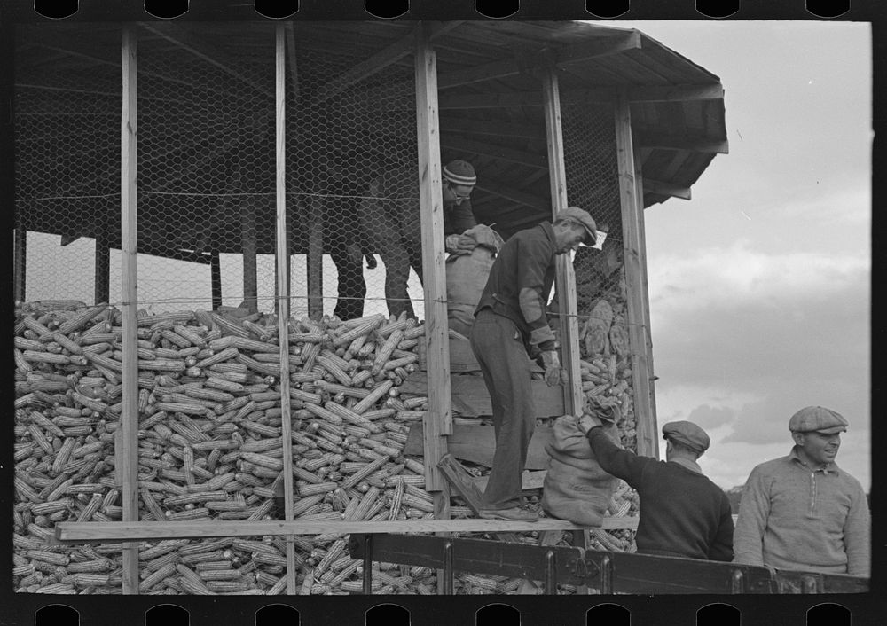 Homesteaders of Hightstown, New Jersey, helping to store corn for the dairy herd which is soon to be acquired by the colony…
