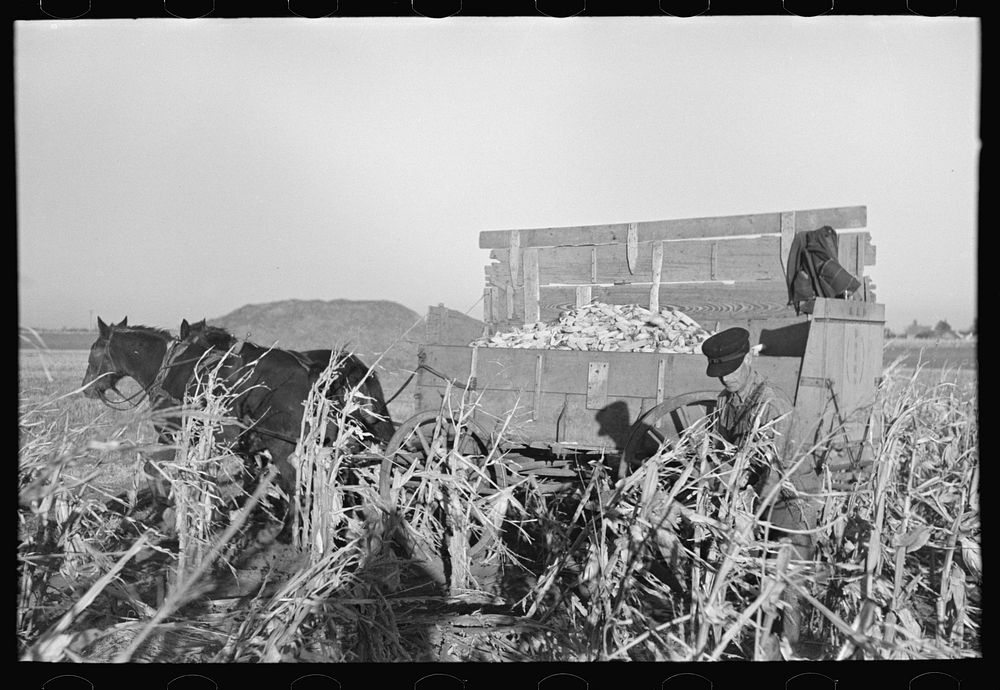 Farmer handpicking corn near Aledo, Mercer County, Illinois by Russell Lee