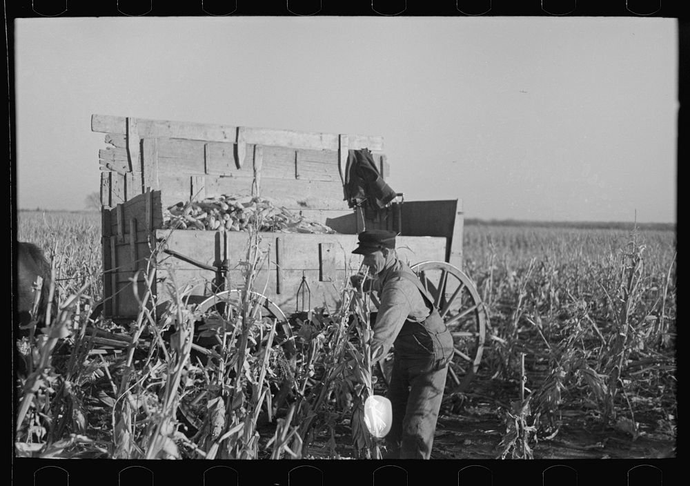 [Untitled photo, possibly related to: Farmer handpicking corn near Aledo, Mercer County, Illinois] by Russell Lee