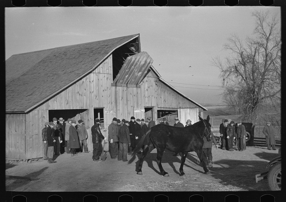 Parading a mule to be auctioned at country auction near Aledo, Illinois by Russell Lee