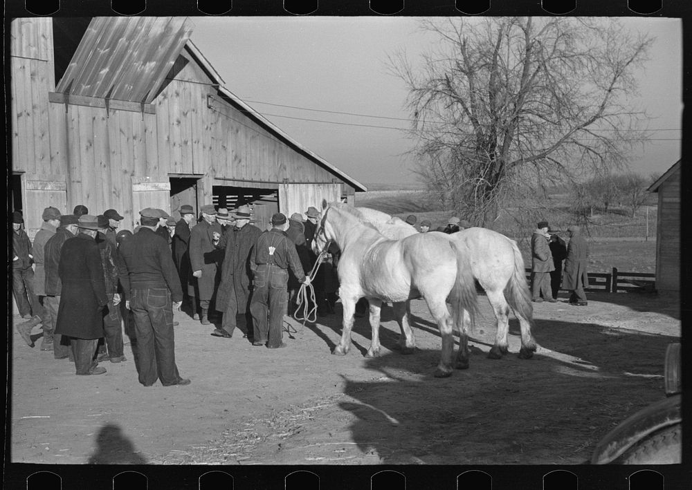 Showing a team of horses to be sold at country auction near Aledo, Illinois by Russell Lee