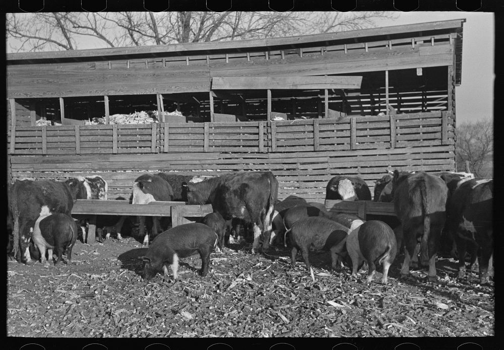 [Untitled photo, possibly related to: Cattle and hogs feeding, Emrick farm near Aledo, Illinois. This farm is managed by a…
