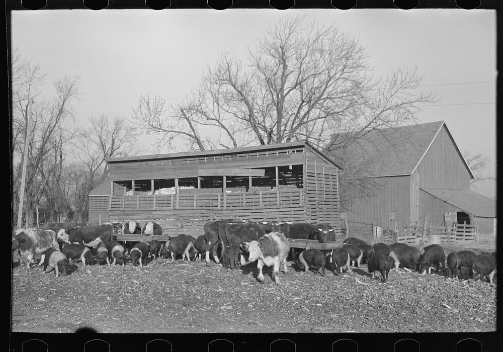 Cattle and hogs feeding, Emrick farm near Aledo, Illinois. This farm is managed by a son. A hired man lives on the farm and…
