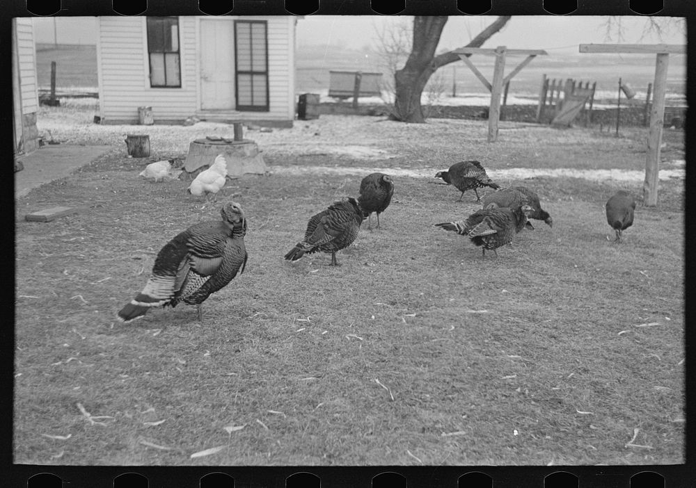 [Untitled photo, possibly related to: Turkeys on Rex Inman's farm near Estherville, Iowa] by Russell Lee