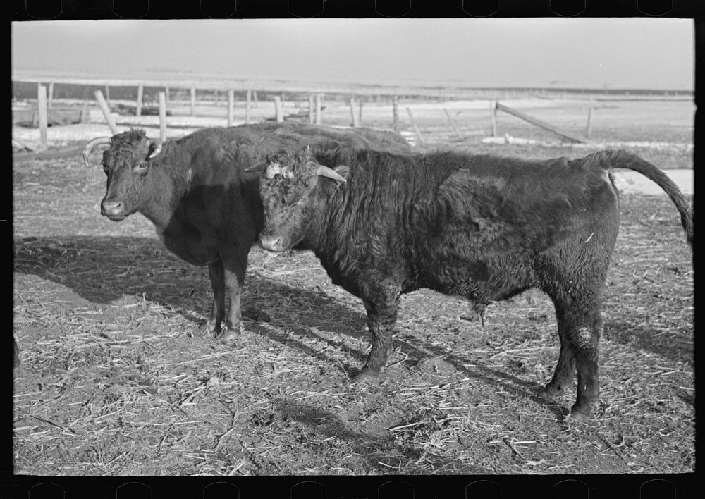 [Untitled photo, possibly related to: Part of shorthorn cattle herd belonging to G.H. West near Estherville, Iowa] by…