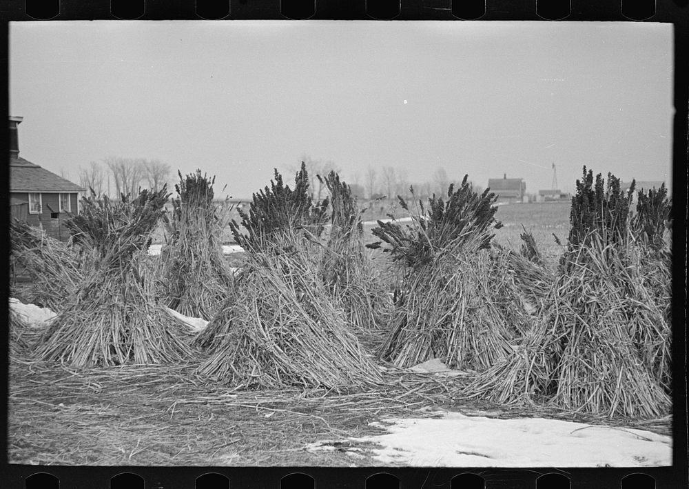 Several stacks of sugarcane, Emmet County, Iowa by Russell Lee