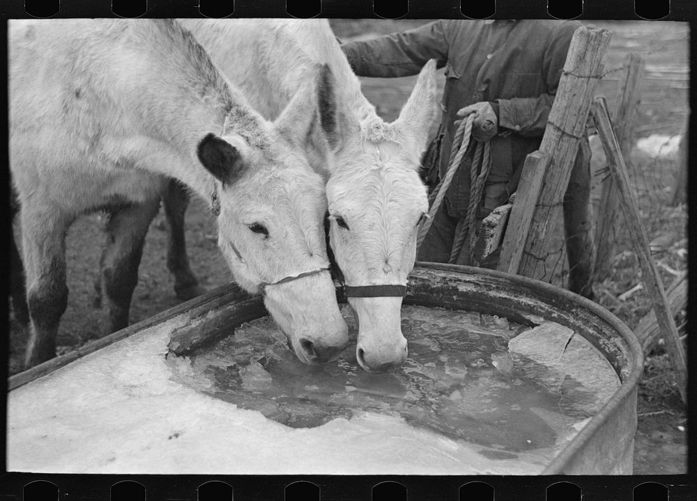 Breaking ice to water mules on on Rex Inman's farm near Estherville, Iowa. This farm of 360 acres is rented from company by…