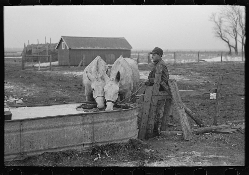Breaking ice to water mules on Rex Inman's farm near Estherville, Iowa. This farm, 360 acres, is rented from loan company by…
