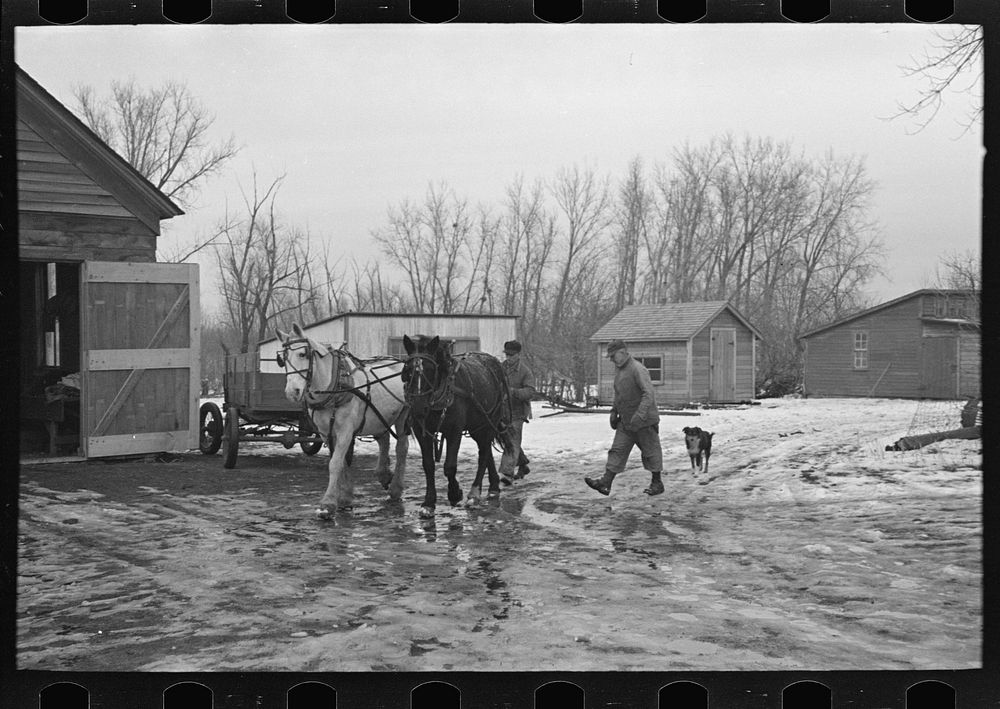 Taking horses to the barn, Roy Merriot farm near Estherville, Iowa by Russell Lee