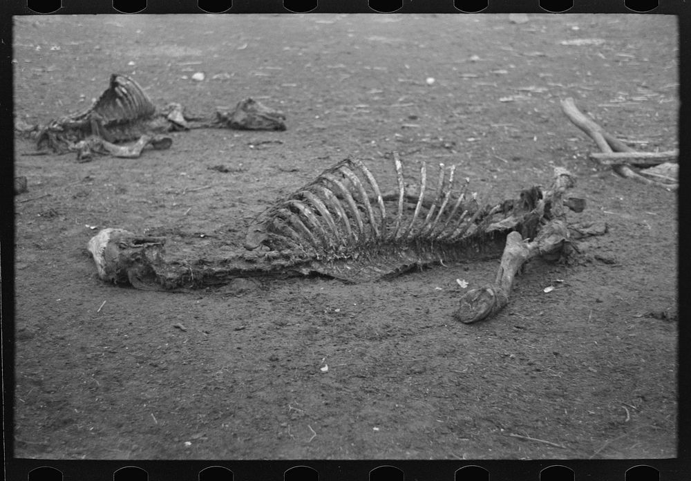 [Untitled photo, possibly related to: Head of horse that died of compaction due to poor feed. William Butler farm near…