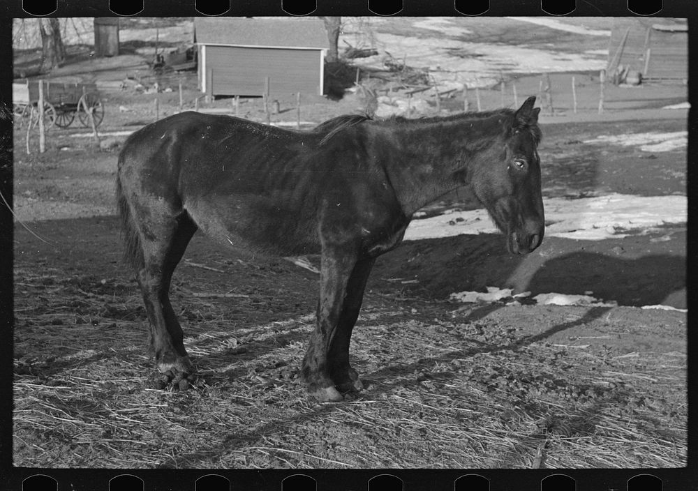 Blind and thin horse on Glen Cook's farm near Smithland, Iowa by Russell Lee