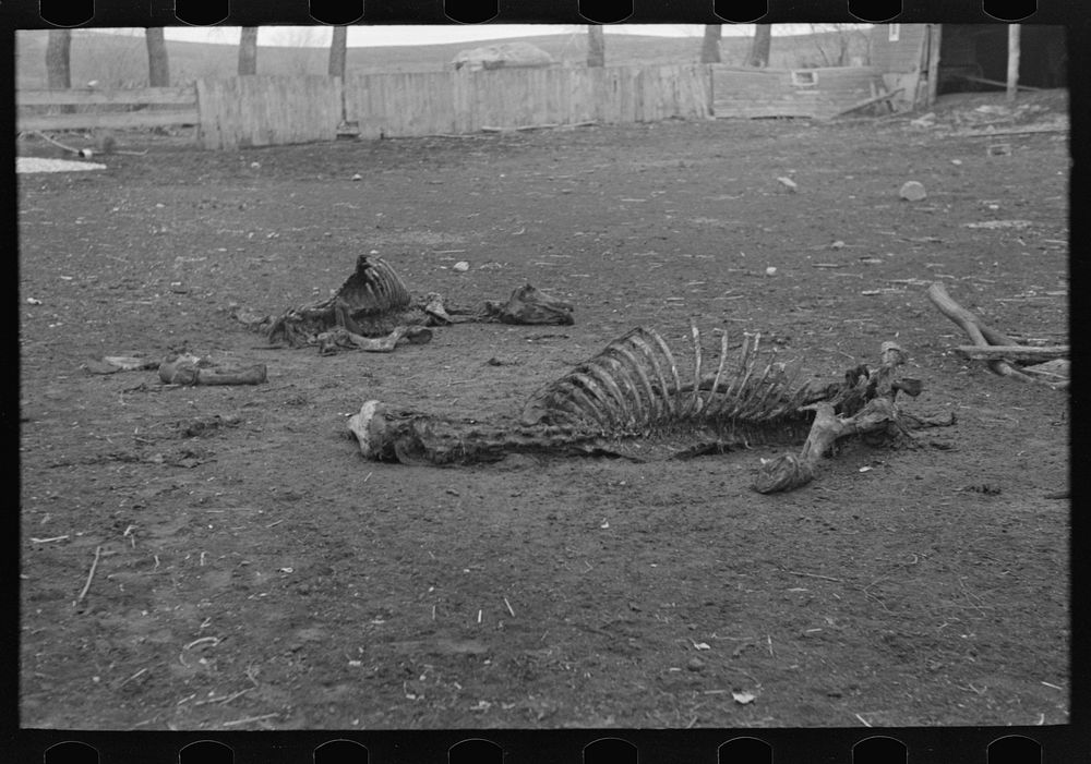 Skeleton of horse that died of compaction due to poor feed. William Butler's farm near Anthon, Iowa by Russell Lee