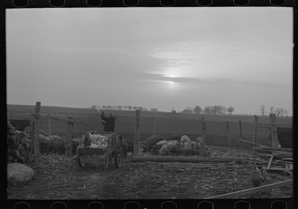 [Untitled photo, possibly related to: Late afternoon. One of Tip Estes' sons loading tiles on a wagon, Fowler, Indiana] by…