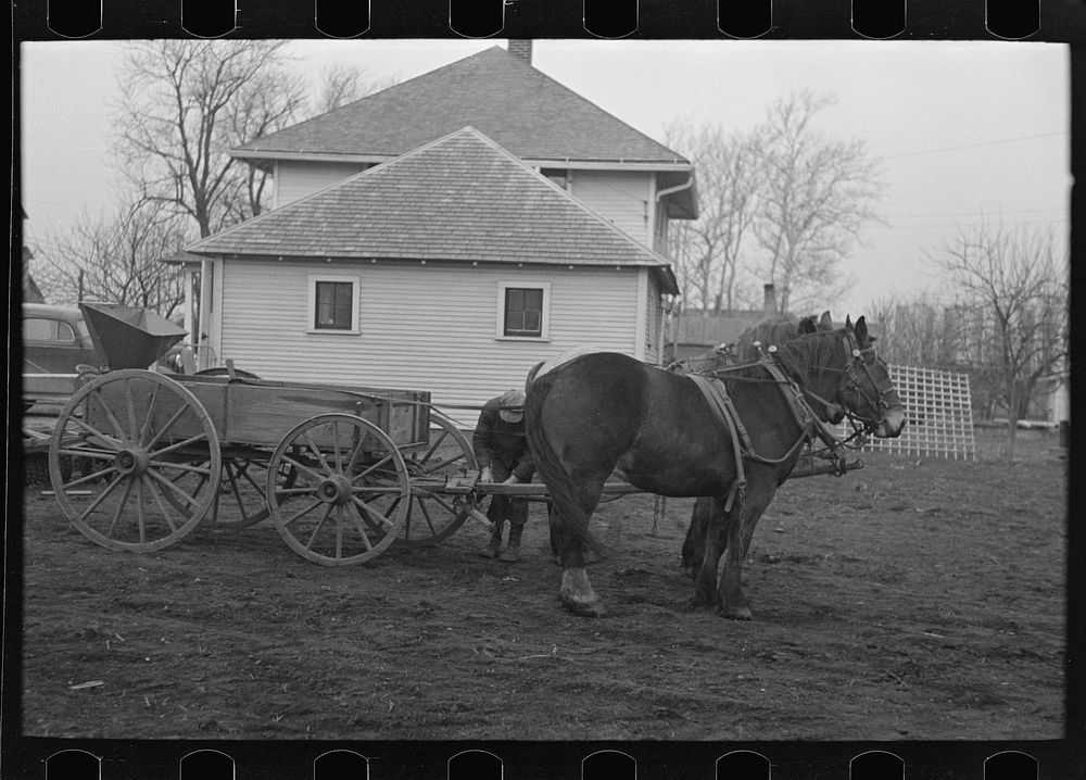[Untitled photo, possibly related to: 6:15 a.m.  After hitching his horses to the oat seeder, Tip Estes prepares to go out…
