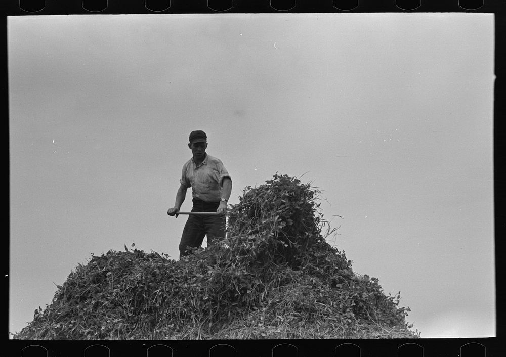 Farmer pitching pea vines atop truck, on farm near Sun Prairie, Wisconsin by Russell Lee