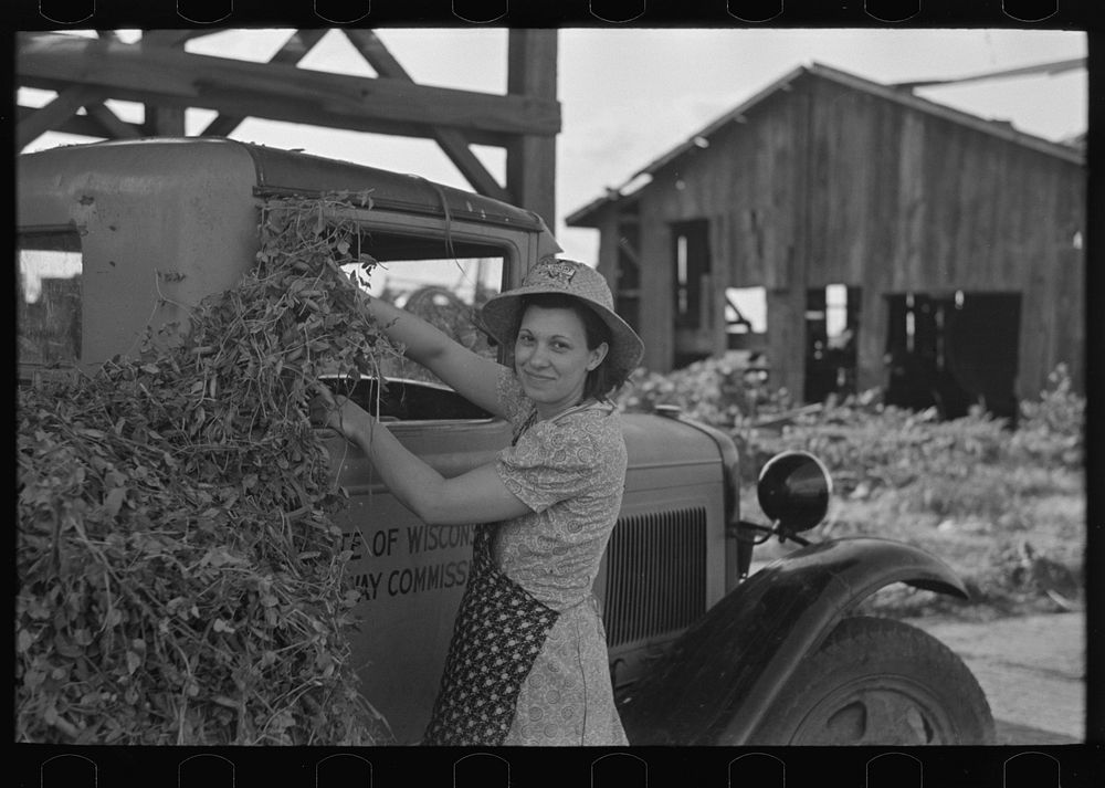 Wife of pea farmer at vinery near Sun Prairie, Wisconsin by Russell Lee