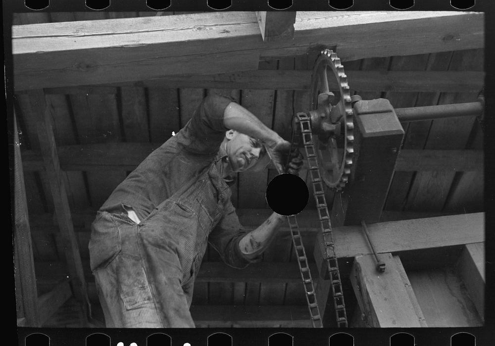[Untitled photo, possibly related to: Loading boxes of hulled peas at vinery for transporting to canning factory, near Sun…