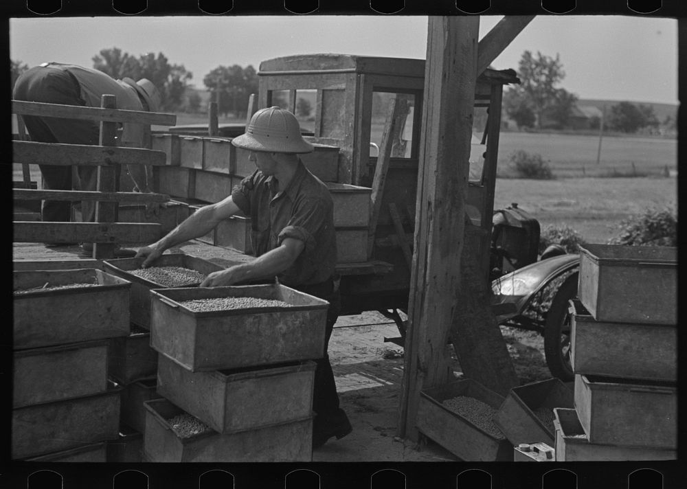 Loading boxes of hulled peas at vinery for transporting to canning factory, near Sun Prairie, Wisconsin by Russell Lee