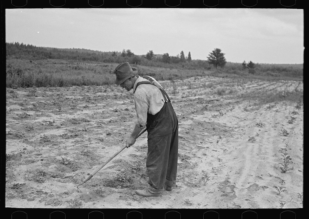 [Untitled photo, possibly related to: Father of Ben Johnson, farmer of the cut-over lands, near Black River Falls…