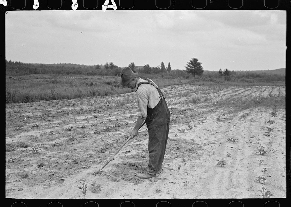 Ben Johnson, farmer near Black River Falls, Wisconsin, hoeing potatoes by Russell Lee