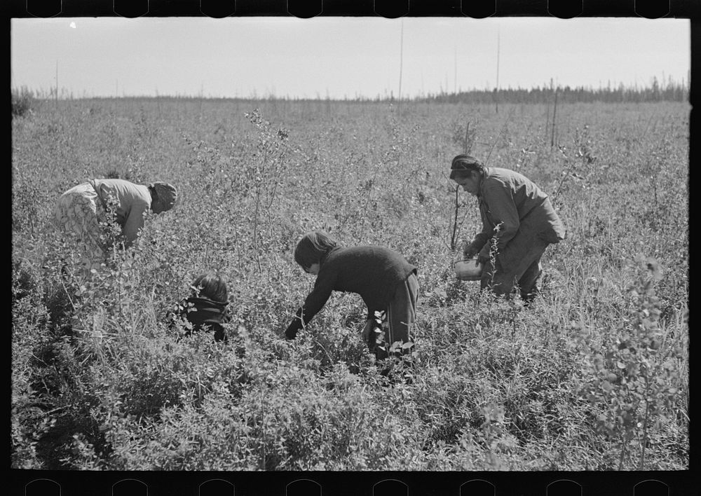 Indian family picking blueberries near Little Fork, Minnesota by Russell Lee