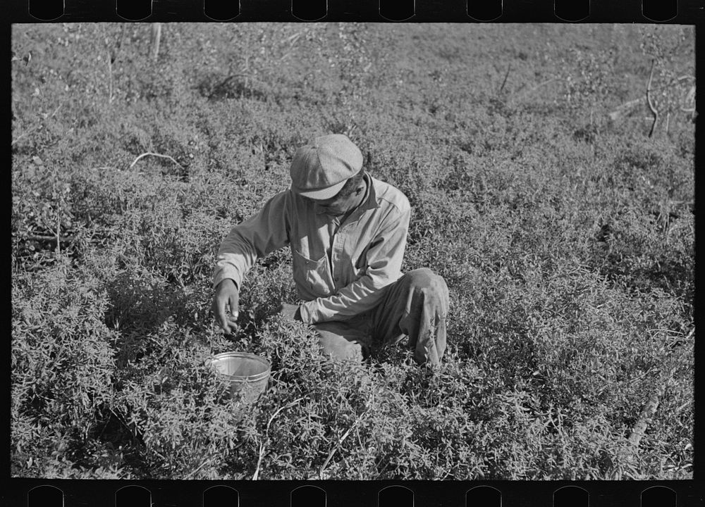 [Untitled photo, possibly related to: Picking blueberries near Little Fork, Minnesota] by Russell Lee