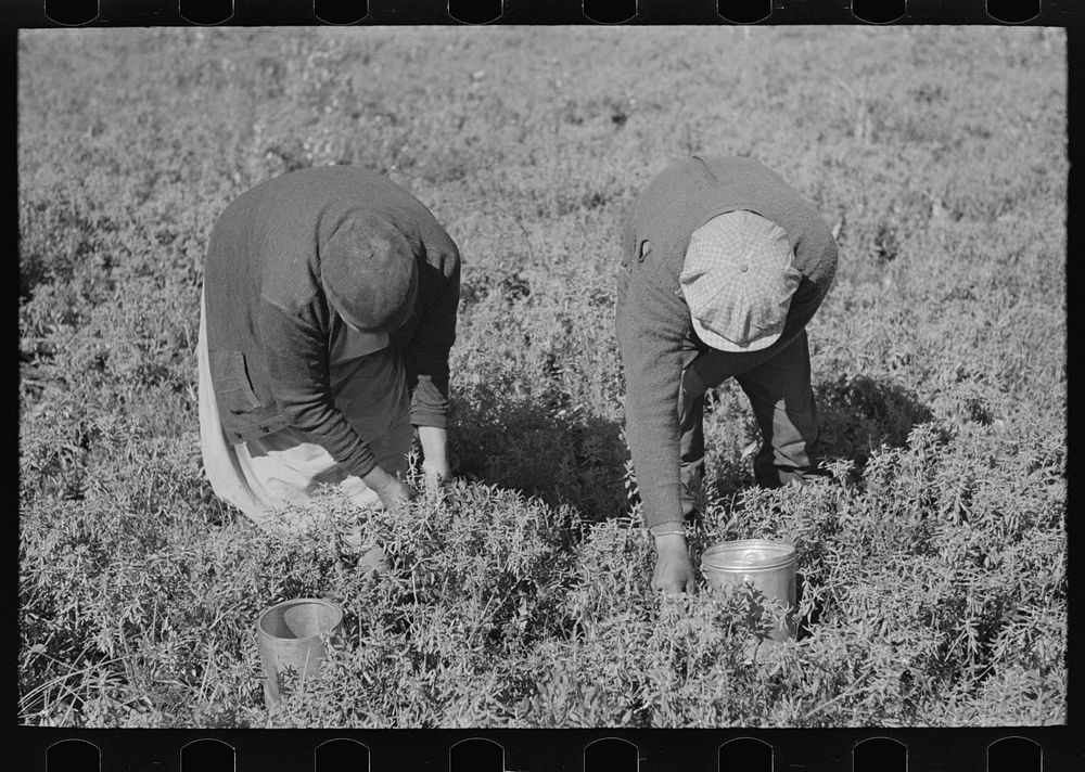 Picking blueberries near Little Fork, Minnesota by Russell Lee