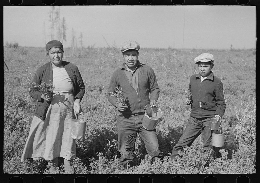 Indian family with blueberry branches near Little Fork, Minnesota by Russell Lee