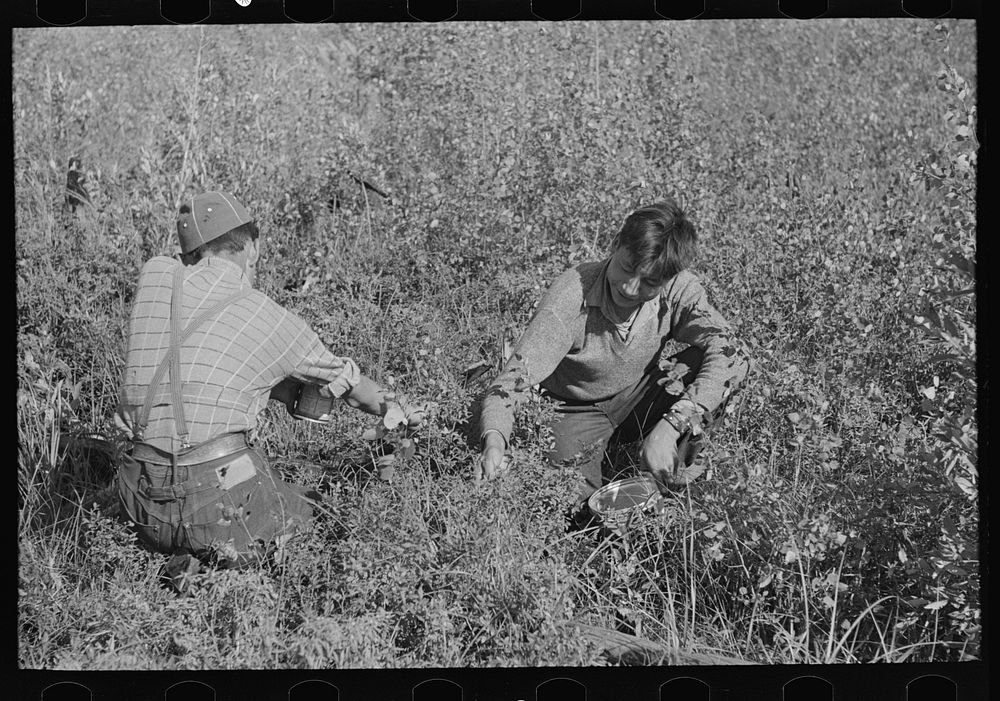 [Untitled photo, possibly related to: Picking blueberries near Little Fork, Minnesota] by Russell Lee
